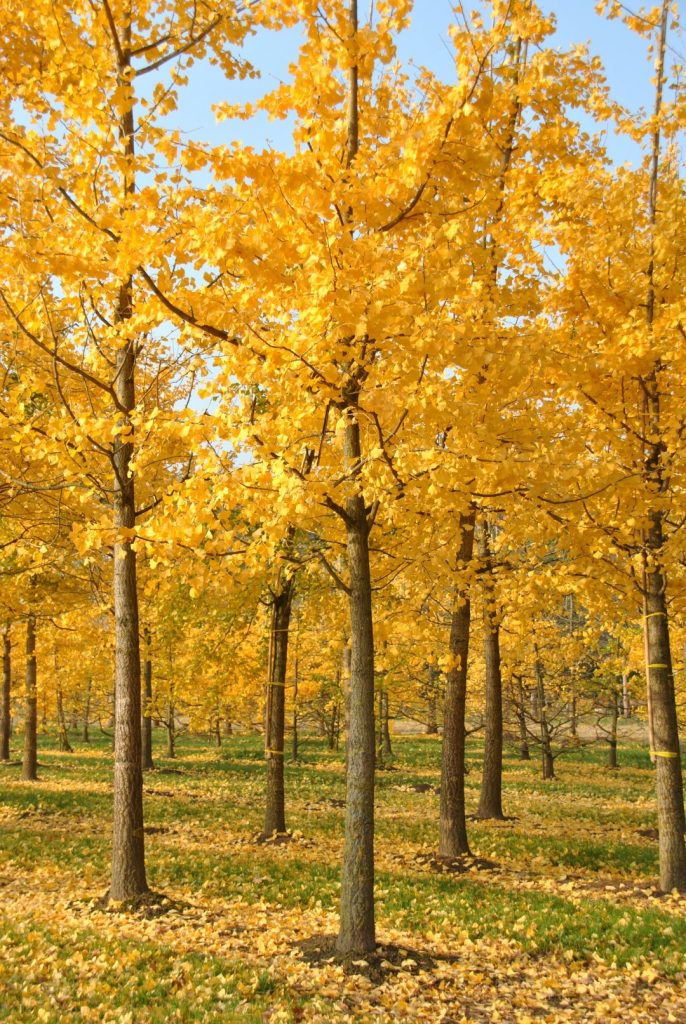 Cleverdesk Versie 3.2: Ginkgo