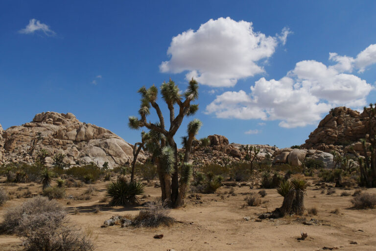 Release: Cleverdesk 3.9 Joshua Tree