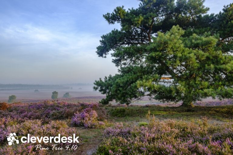 Nieuw: Cleverdesk 4.10 Pine Tree