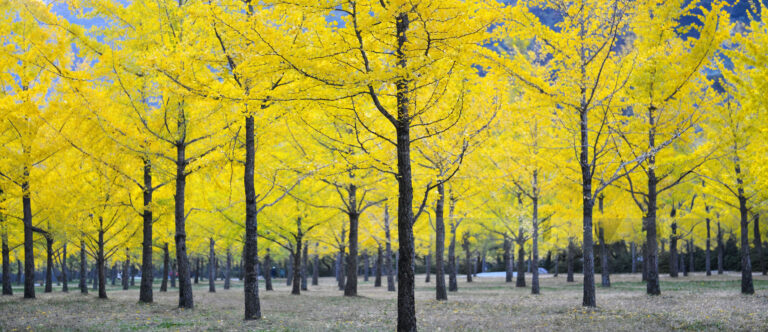 Nieuwe bomen voor het Idee101 bos
